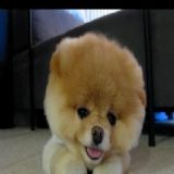 Download MakeMeSmile Cell Phone Software